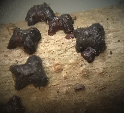 Paratachardina pseudolobata Kondo & Gullan, 2007