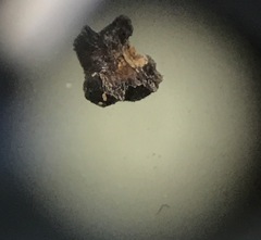 Paratachardina pseudolobata