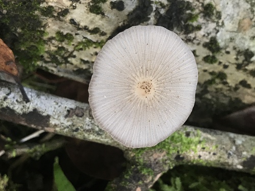 Coprinellus aureogranulatus