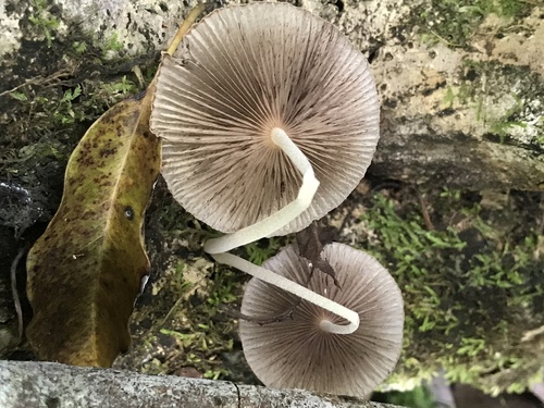 Coprinellus aureogranulatus