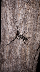 Pachydissus