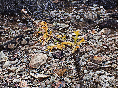 Image of Othonna retrofracta by no rights reserved