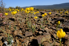 Ornithogalum rupestre