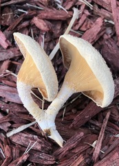 Lentinus squarrosulus
