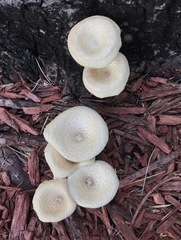 Lentinus squarrosulus
