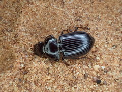 Phorticosomus