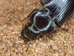Phorticosomus