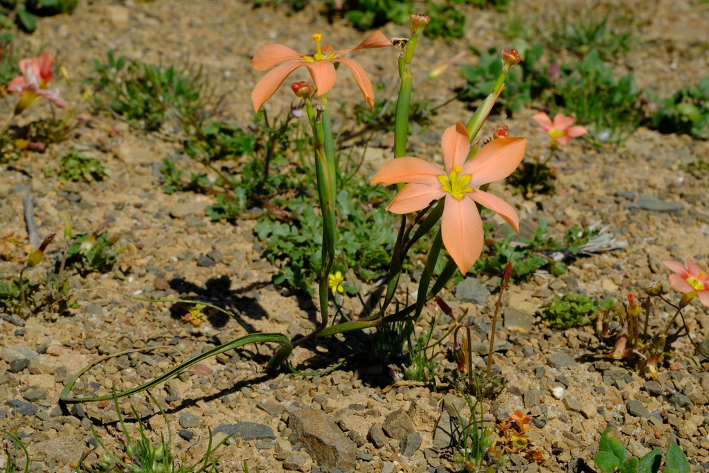 Karoo Capetulip
