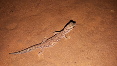 Rhynchoedura ornata