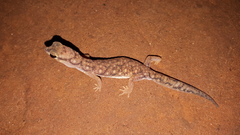 Rhynchoedura ornata