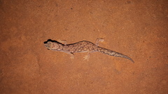 Rhynchoedura ornata