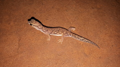Rhynchoedura ornata