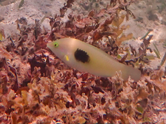 Halichoeres chloropterus