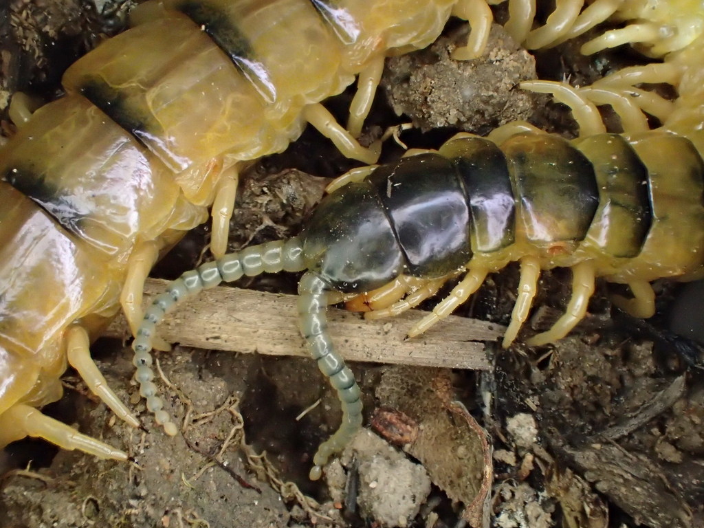 Ethmostigmus muiri