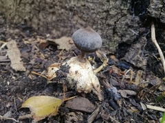 Geastrum tenuipes