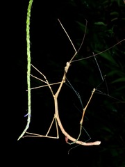 Lonchodes dalawangsungay