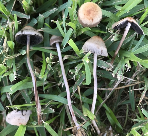 Panaeolus cinctulus image