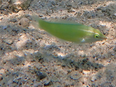 Halichoeres chloropterus