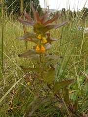 Melampyrum sylvaticum