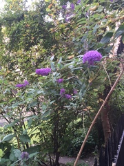 Buddleja davidii