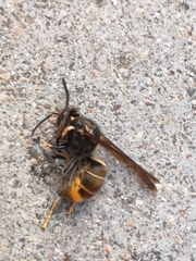 Vespa velutina