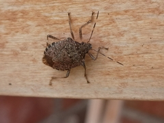 Halyomorpha halys