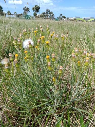 Image of Senecio macrocarpus by (c) Nina Kerr, some rights reserved (CC BY)