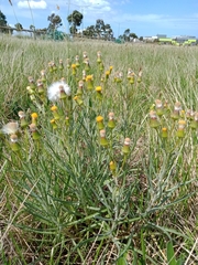 Senecio macrocarpus