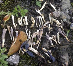 Clavulina floridana