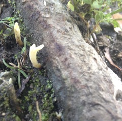 Clavulina floridana