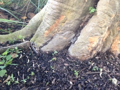 Clavulina floridana