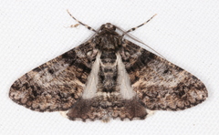 Gastrinodes argoplaca