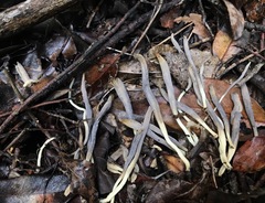 Clavulina floridana