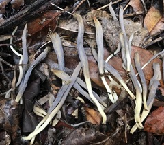 Clavulina floridana