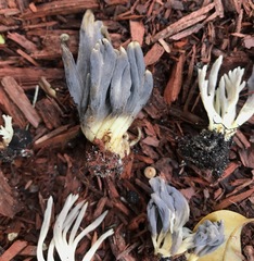 Clavulina floridana