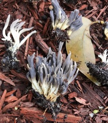 Clavulina floridana