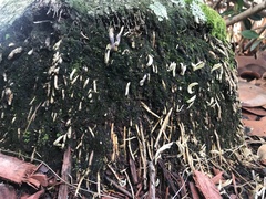 Clavulina floridana