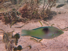Halichoeres chloropterus