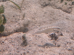 Amblygobius stethophthalmus