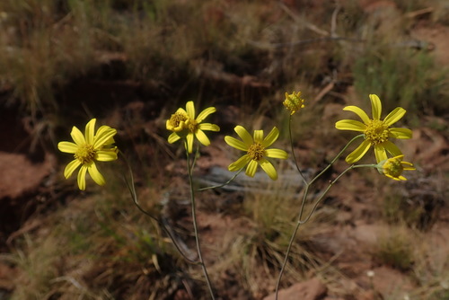 Image of Senecio scitus by no rights reserved