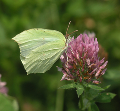 Gonepteryx aspasia