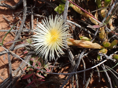 Mesembryanthemum tortuosum
