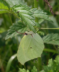 Gonepteryx aspasia