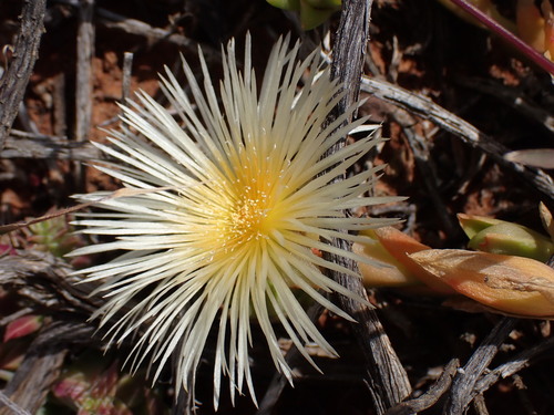 Mesembryanthemum tortuosum