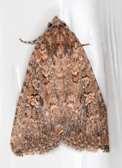 Hypoperigea tonsa