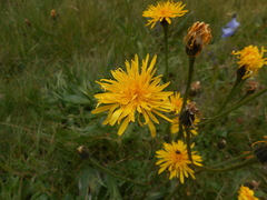 Crepis conyzifolia