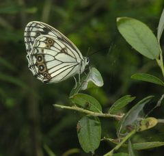 Melanargia epimede