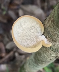 Pseudofavolus