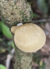 Pseudofavolus