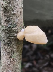 Pseudofavolus